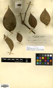 Type specimen at Edinburgh (E). Merrill, Elmer: 8784. Barcode: E00504325.