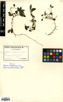 Type specimen at Edinburgh (E). Schlechter, Friedrich: 14783. Barcode: E00504326.