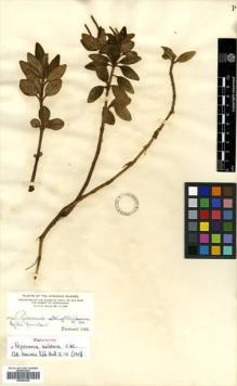 Type specimen at Edinburgh (E). Heller, Amos: 2243. Barcode: E00504328.