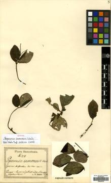 Type specimen at Edinburgh (E). Reinecke, F.: 417. Barcode: E00504330.