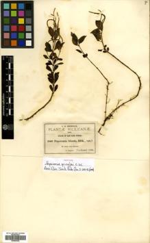 Type specimen at Edinburgh (E). Pringle, Cyrus: 3809. Barcode: E00504332.