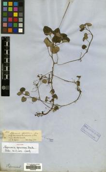 Type specimen at Edinburgh (E). Spruce, Richard: 2246. Barcode: E00504339.