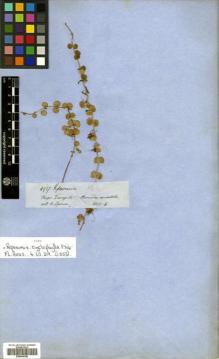 Type specimen at Edinburgh (E). Spruce, Richard: 4937. Barcode: E00504340.