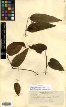 Type specimen at Edinburgh (E). Elmer, Adolph: 11174. Barcode: E00504349.