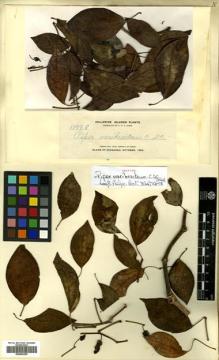 Type specimen at Edinburgh (E). Elmer, Adolph: 11998. Barcode: E00504350.