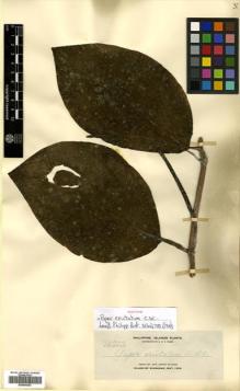 Type specimen at Edinburgh (E). Elmer, Adolph: 10703. Barcode: E00504353.