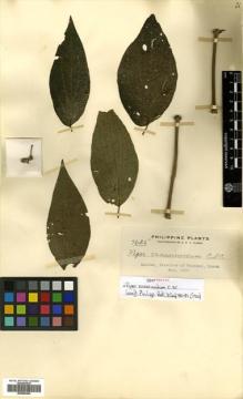 Type specimen at Edinburgh (E). Elmer, Adolph: 7626. Barcode: E00504354.
