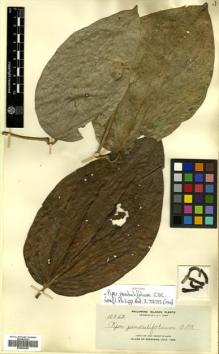 Type specimen at Edinburgh (E). Elmer, Adolph: 10942. Barcode: E00504364.