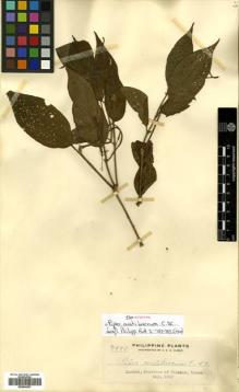 Type specimen at Edinburgh (E). Elmer, Adolph: 7888. Barcode: E00504367.