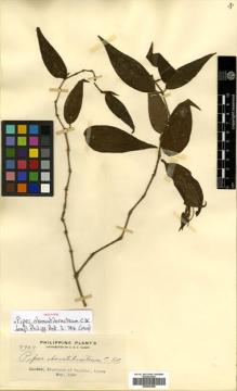 Type specimen at Edinburgh (E). Elmer, Adolph: 7927. Barcode: E00504368.