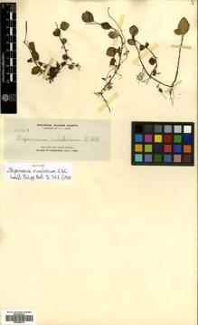 Type specimen at Edinburgh (E). Elmer, Adolph: 11147. Barcode: E00504374.