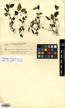 Type specimen at Edinburgh (E). Elmer, Adolph: 9425. Barcode: E00504375.