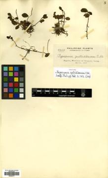 Type specimen at Edinburgh (E). Elmer, Adolph: 9344. Barcode: E00504377.