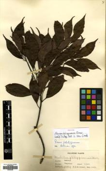 Type specimen at Edinburgh (E). Elmer, Adolph: 8184. Barcode: E00504380.