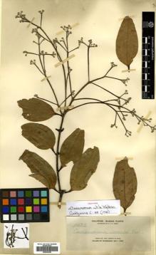Type specimen at Edinburgh (E). Elmer, Adolph: 10473. Barcode: E00504382.