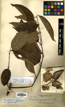 Type specimen at Edinburgh (E). Elmer, Adolph: 15311. Barcode: E00504383.