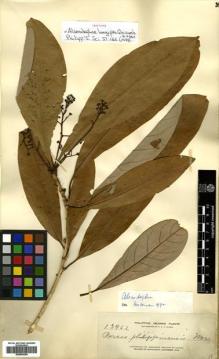 Type specimen at Edinburgh (E). Elmer, Adolph: 13962. Barcode: E00504384.