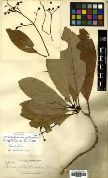 Type specimen at Edinburgh (E). Elmer, Adolph: 13400. Barcode: E00504385.