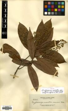 Type specimen at Edinburgh (E). Elmer, Adolph: 12505. Barcode: E00504388.