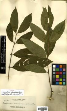 Type specimen at Edinburgh (E). Elmer, Adolph: 14261. Barcode: E00504398.