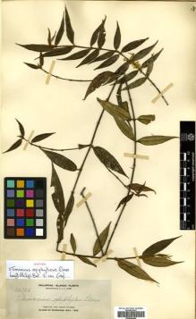 Type specimen at Edinburgh (E). Elmer, Adolph: 10706. Barcode: E00504404.
