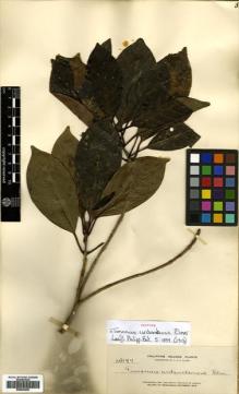 Type specimen at Edinburgh (E). Elmer, Adolph: 14197. Barcode: E00504408.