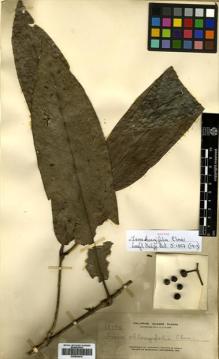 Type specimen at Edinburgh (E). Elmer, Adolph: 13775. Barcode: E00504415.
