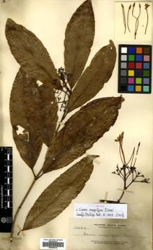 Type specimen at Edinburgh (E). Elmer, Adolph: 13424. Barcode: E00504416.