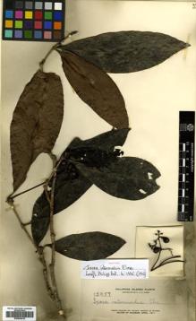 Type specimen at Edinburgh (E). Elmer, Adolph: 12957. Barcode: E00504418.