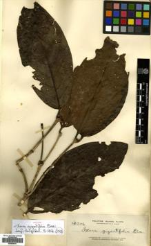 Type specimen at Edinburgh (E). Elmer, Adolph: 14206. Barcode: E00504419.
