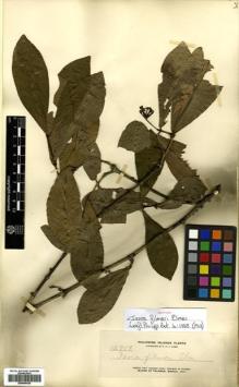 Type specimen at Edinburgh (E). Elmer, Adolph: 12719. Barcode: E00504420.