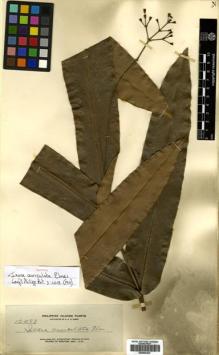 Type specimen at Edinburgh (E). Elmer, Adolph: 12483. Barcode: E00504423.