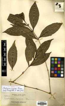 Type specimen at Edinburgh (E). Elmer, Adolph: 13854. Barcode: E00504424.