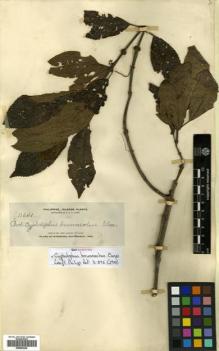 Type specimen at Edinburgh (E). Elmer, Adolph: 11641. Barcode: E00504429.