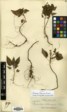 Type specimen at Edinburgh (E). Elmer, Adolph: 14135. Barcode: E00504433.