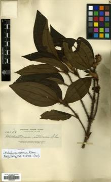 Type specimen at Edinburgh (E). Elmer, Adolph: 14168. Barcode: E00504434.