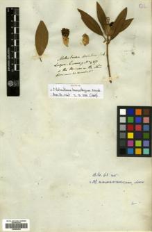Type specimen at Edinburgh (E). Cuming, Hugh: 927. Barcode: E00504436.
