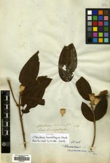 Type specimen at Edinburgh (E). Cuming, Hugh: 927. Barcode: E00504437.