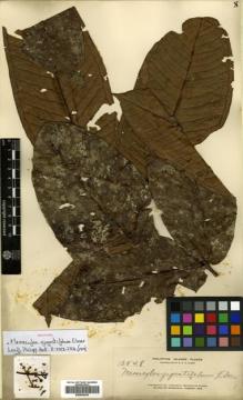 Type specimen at Edinburgh (E). Elmer, Adolph: 13548. Barcode: E00504439.