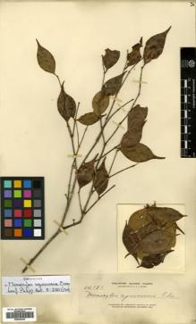 Type specimen at Edinburgh (E). Elmer, Adolph: 14181. Barcode: E00504445.