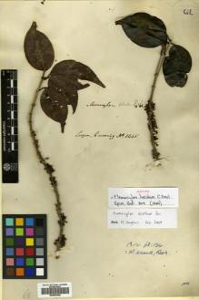 Type specimen at Edinburgh (E). Cuming, Hugh: 1445. Barcode: E00504446.