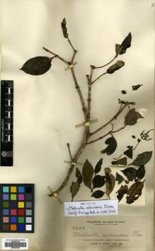 Type specimen at Edinburgh (E). Elmer, Adolph: 9826. Barcode: E00504448.