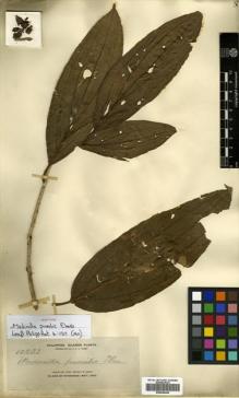 Type specimen at Edinburgh (E). Elmer, Adolph: 10533. Barcode: E00504449.