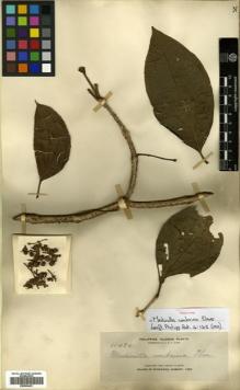 Type specimen at Edinburgh (E). Elmer, Adolph: 11496. Barcode: E00504451.