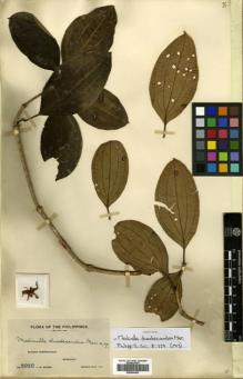 Type specimen at Edinburgh (E). Weber, Charles: 1010. Barcode: E00504453.