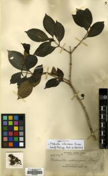 Type specimen at Edinburgh (E). Elmer, Adolph: 11254A. Barcode: E00504455.