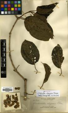 Type specimen at Edinburgh (E). Elmer, Adolph: 11311. Barcode: E00504458.