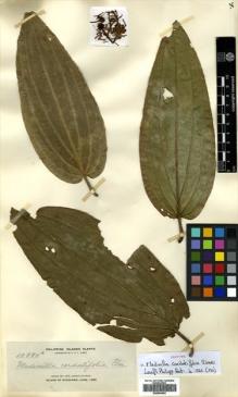 Type specimen at Edinburgh (E). Elmer, Adolph: 10890A. Barcode: E00504463.