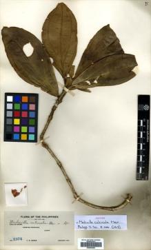 Type specimen at Edinburgh (E). Weber, Charles: 1574. Barcode: E00504465.