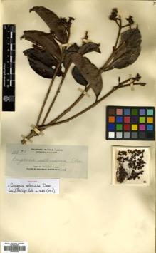 Type specimen at Edinburgh (E). Elmer, Adolph: 11621. Barcode: E00504474.